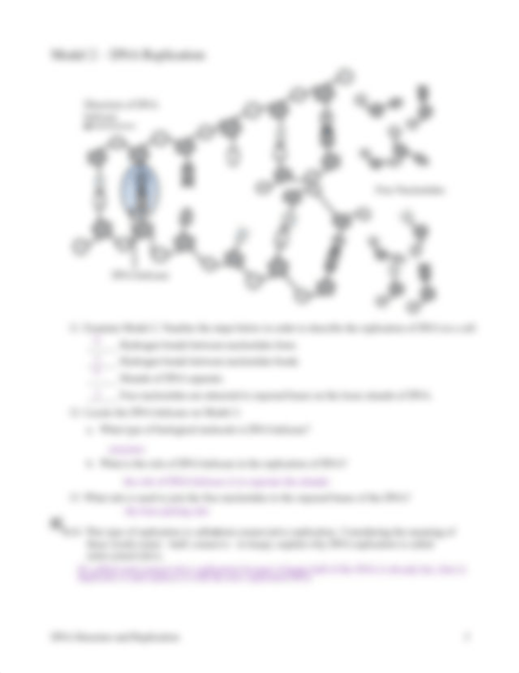 Kami Export - JAYDEN RUIZ - 18 DNA Structure and Replication-S-1.pdf_dcngmpufaob_page3