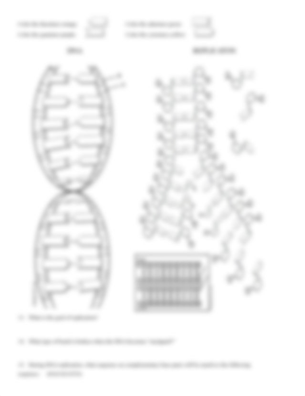 DNA Replication Worksheet.pdf_dcnphy6ogor_page2