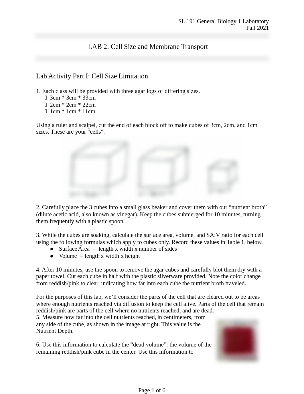 SL 191 Fall 2021 Lab 2 Cell Size and Membrane Transport.docx_dcnux6jaiia_page1