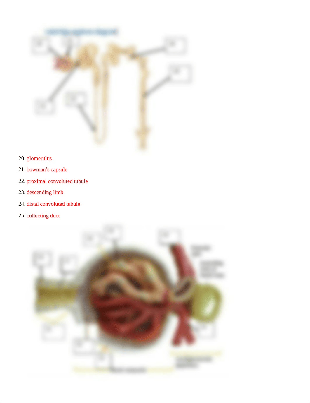 Urogenital Lab Student Answer Sheet SP23.docx_dcnwehcz1ba_page3