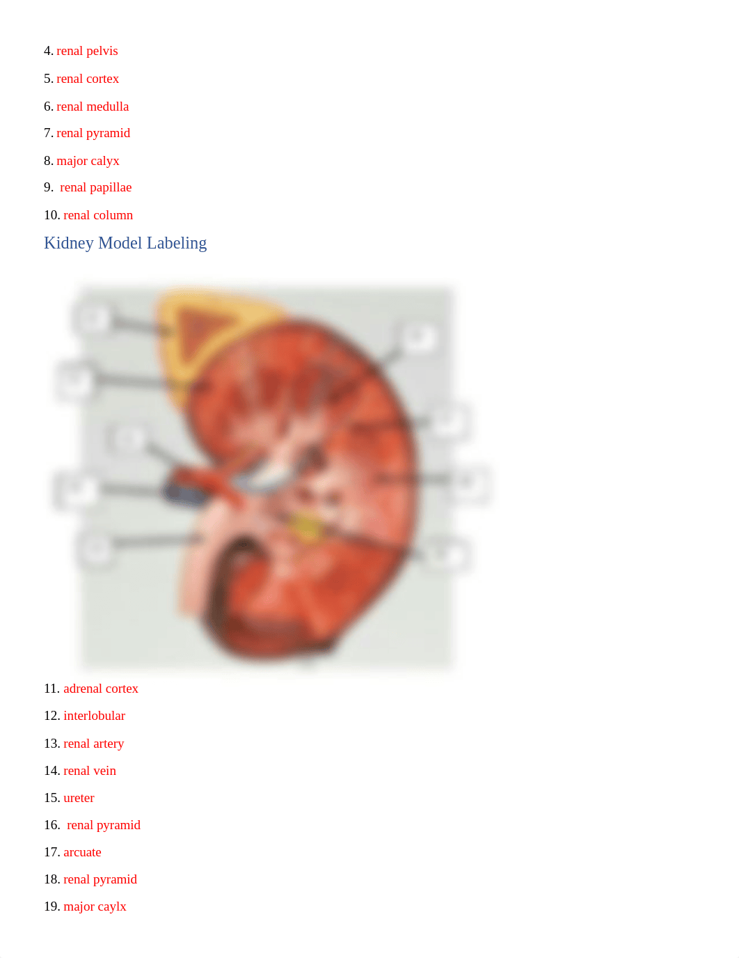 Urogenital Lab Student Answer Sheet SP23.docx_dcnwehcz1ba_page2