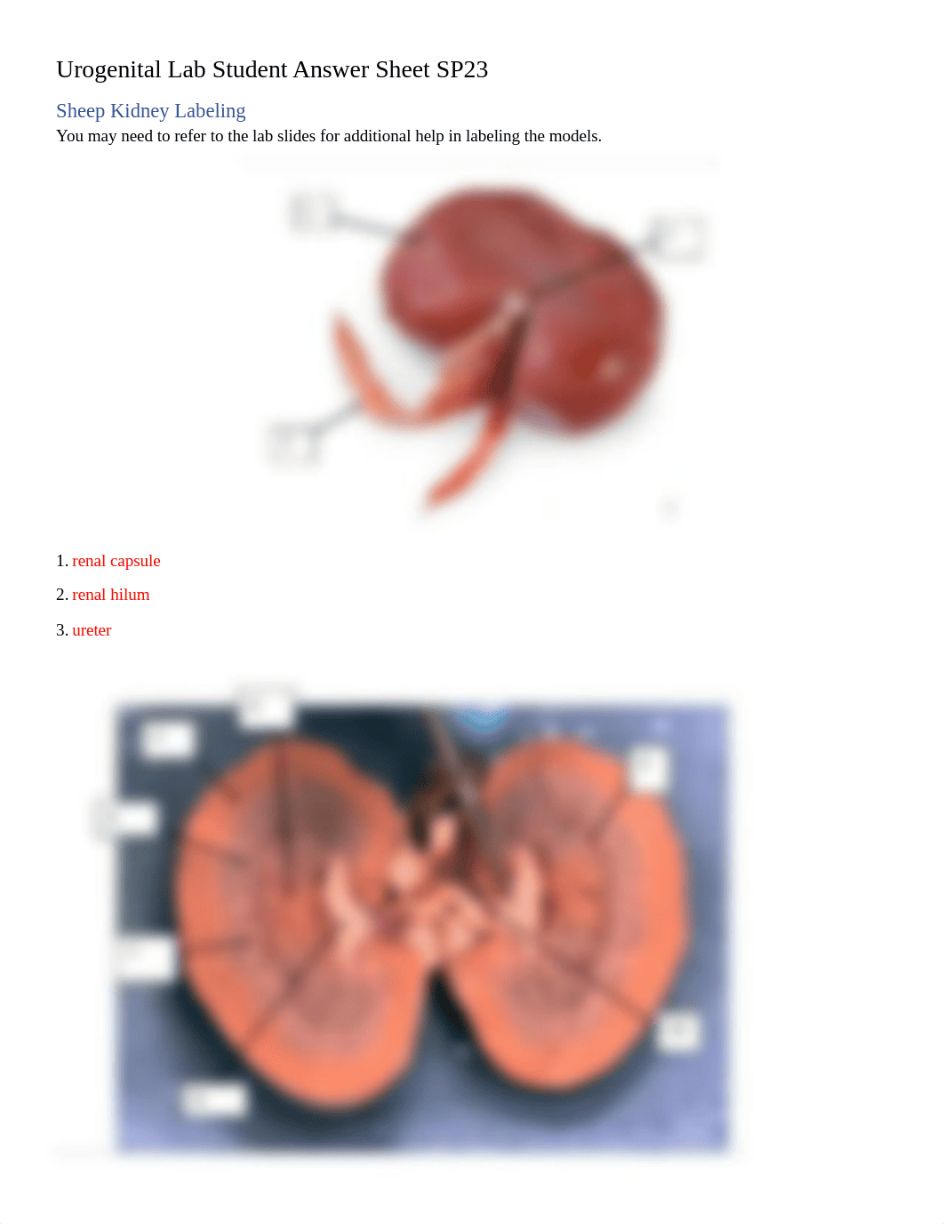 Urogenital Lab Student Answer Sheet SP23.docx_dcnwehcz1ba_page1