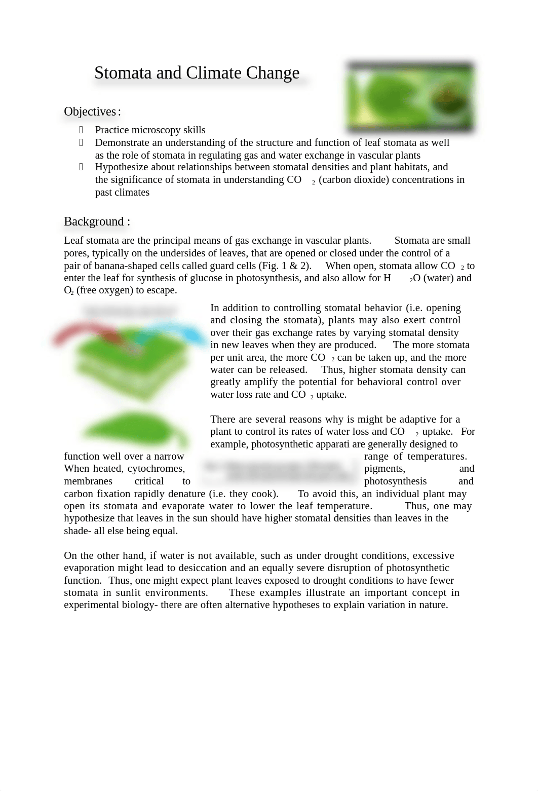 Stomata Handout- IN CLASS (1)[2988].docx_dco2eq479jz_page1