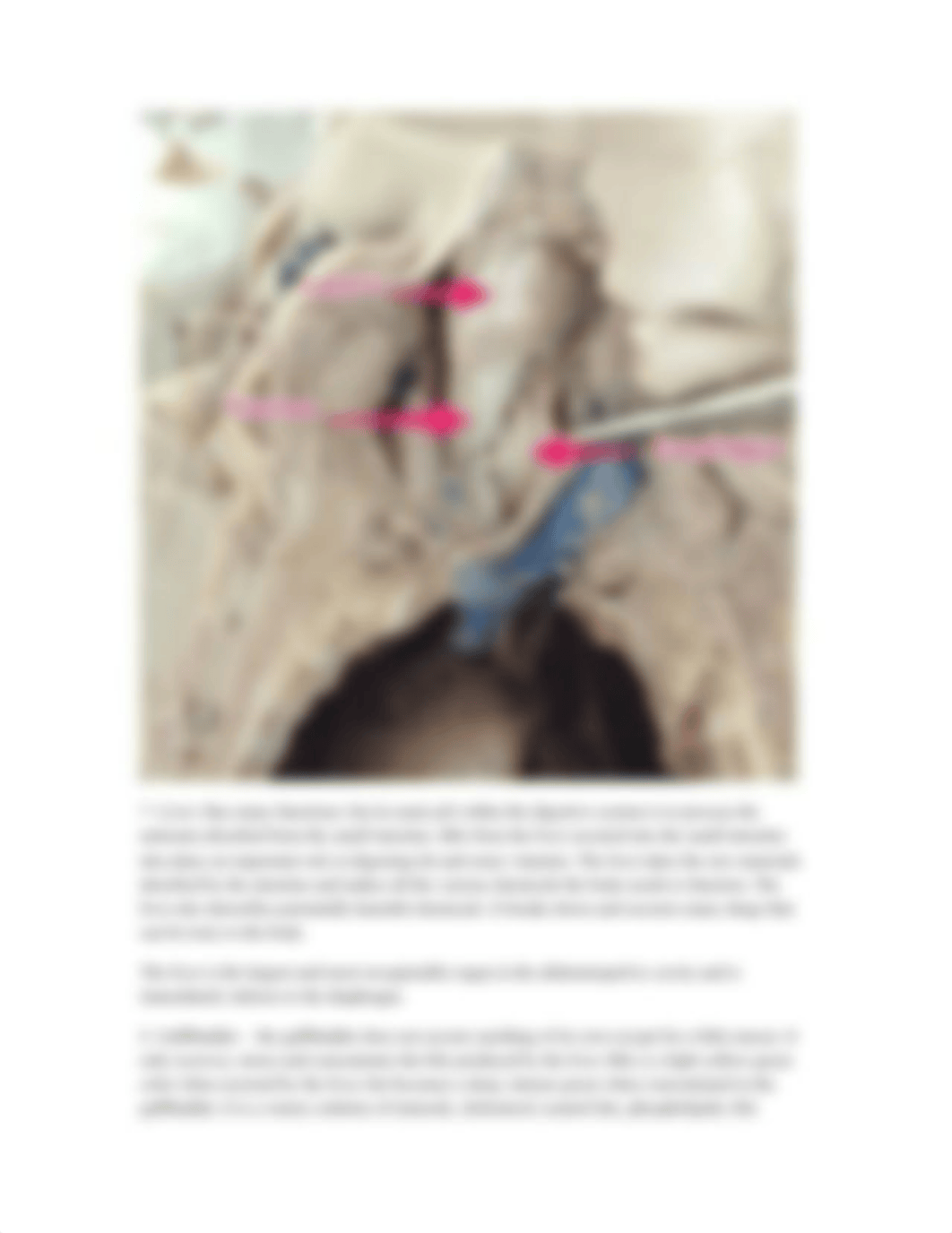 Digestive System Lab Report           .docx_dco9wlexrir_page3