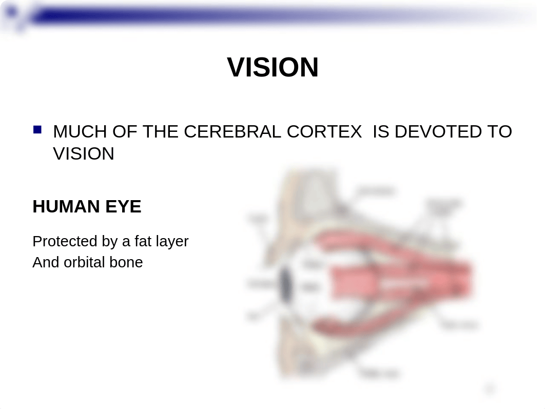 CHAPTER 15 - SPECIAL SENSES.ppt_dcot7boyn38_page4