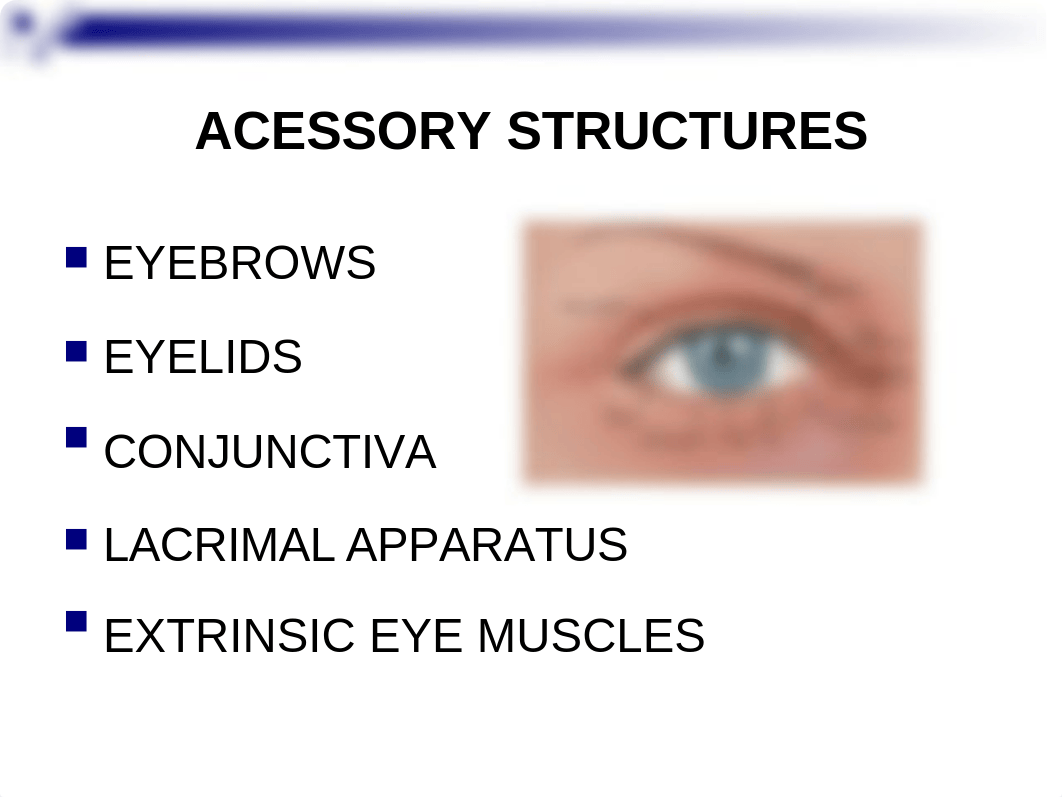 CHAPTER 15 - SPECIAL SENSES.ppt_dcot7boyn38_page5