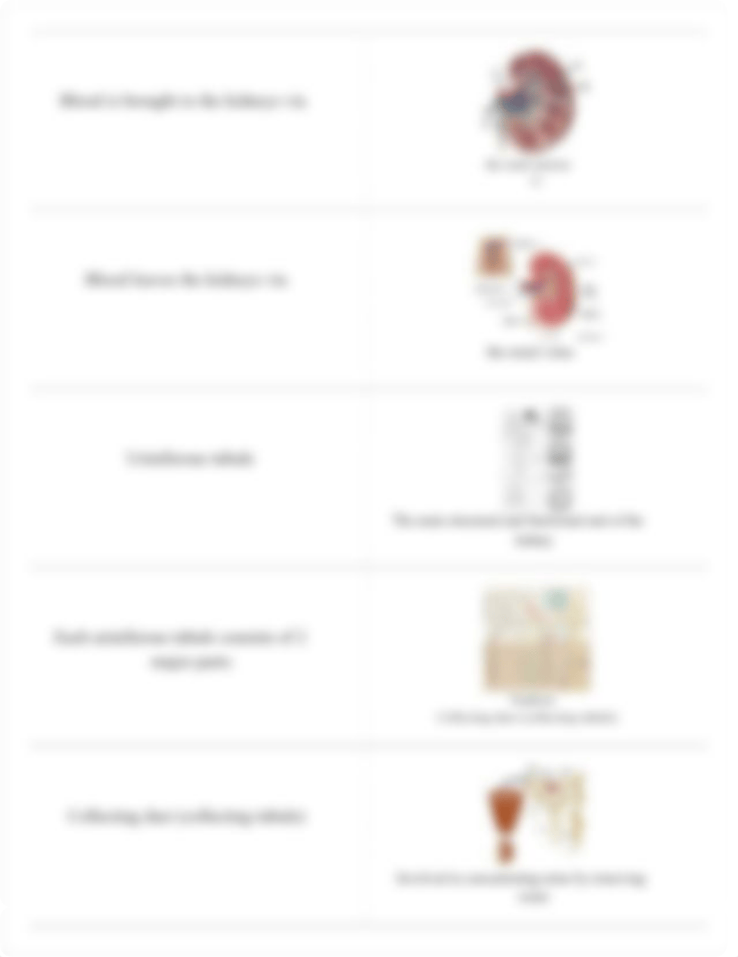 bio 231 anatomy CH 24 RIC Baum Urinary_dcpbfkciycv_page4