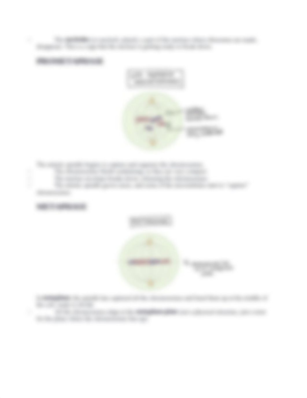 Phases of Mitosis & Meiosis Resource.docx_dcpfynjqult_page2