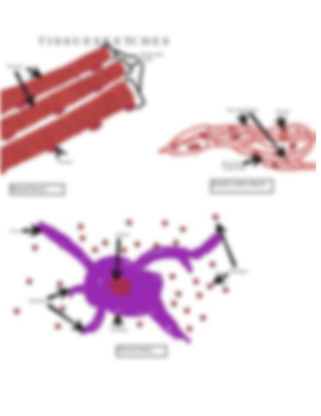 Lab 4-Tissue Sketches (1).pdf_dcpohqxmhkq_page2