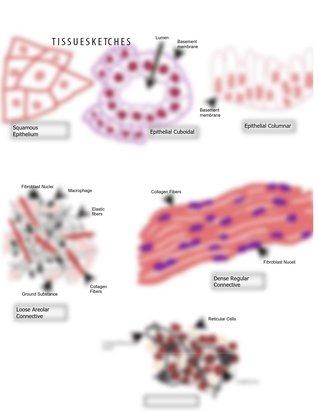 Lab 4-Tissue Sketches (1).pdf_dcpohqxmhkq_page1