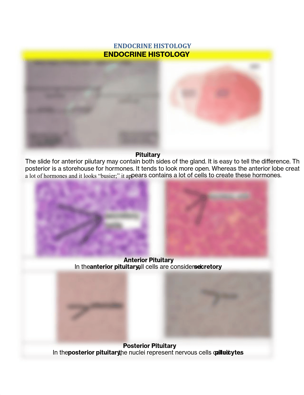 ENDOCRINE HISTOLOGY.pdf_dcqgkpkasaz_page1