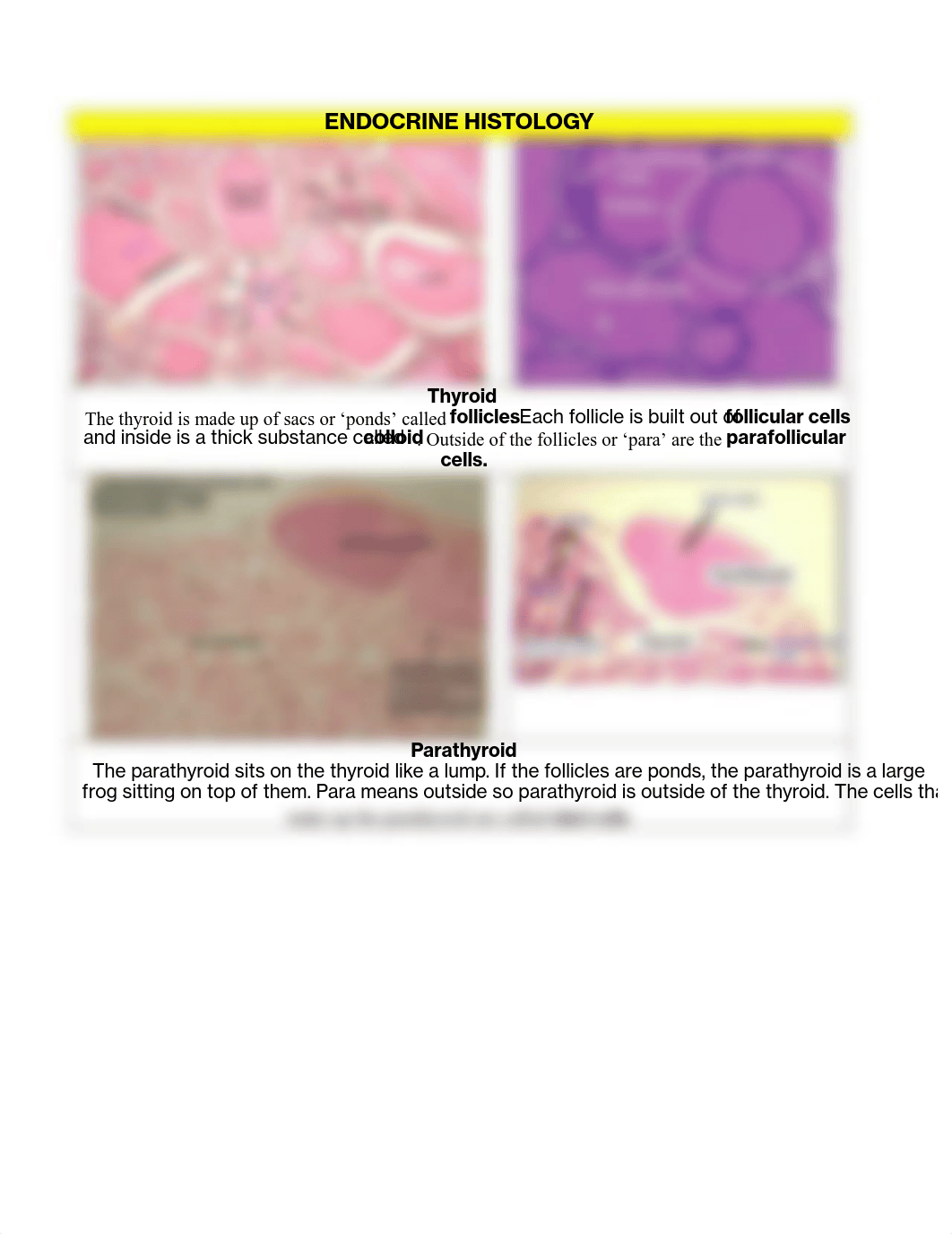 ENDOCRINE HISTOLOGY.pdf_dcqgkpkasaz_page2