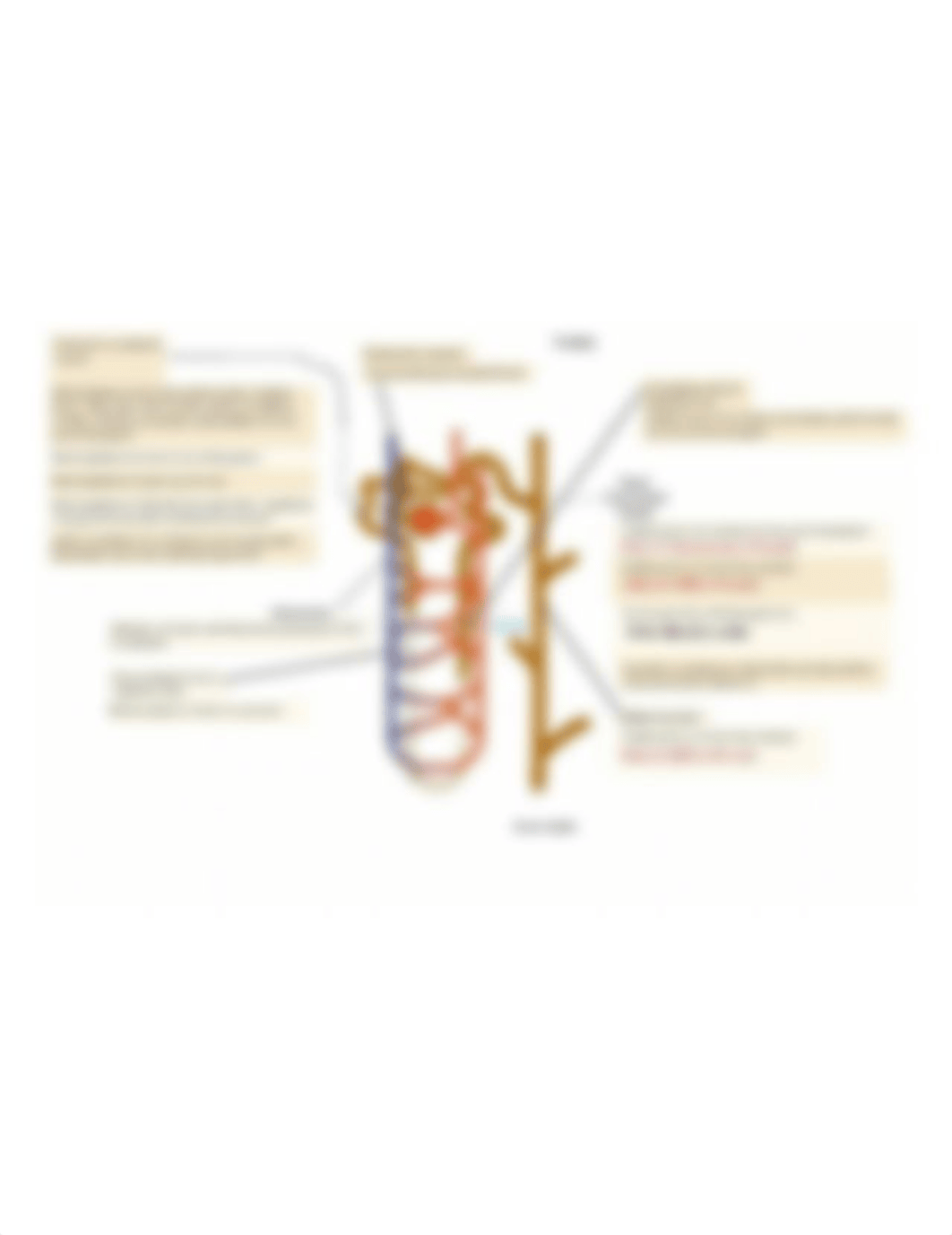 Nephron Labeled.png_dcqjrsqdmps_page1