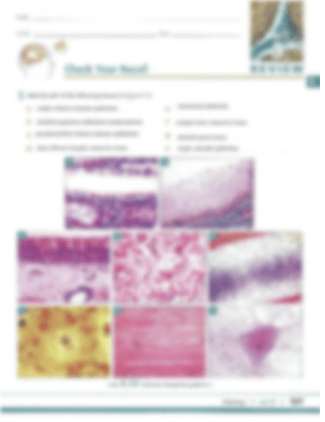 Kami Export - 2. Histology Worksheet (1).pdf_dcqlui91wlb_page1