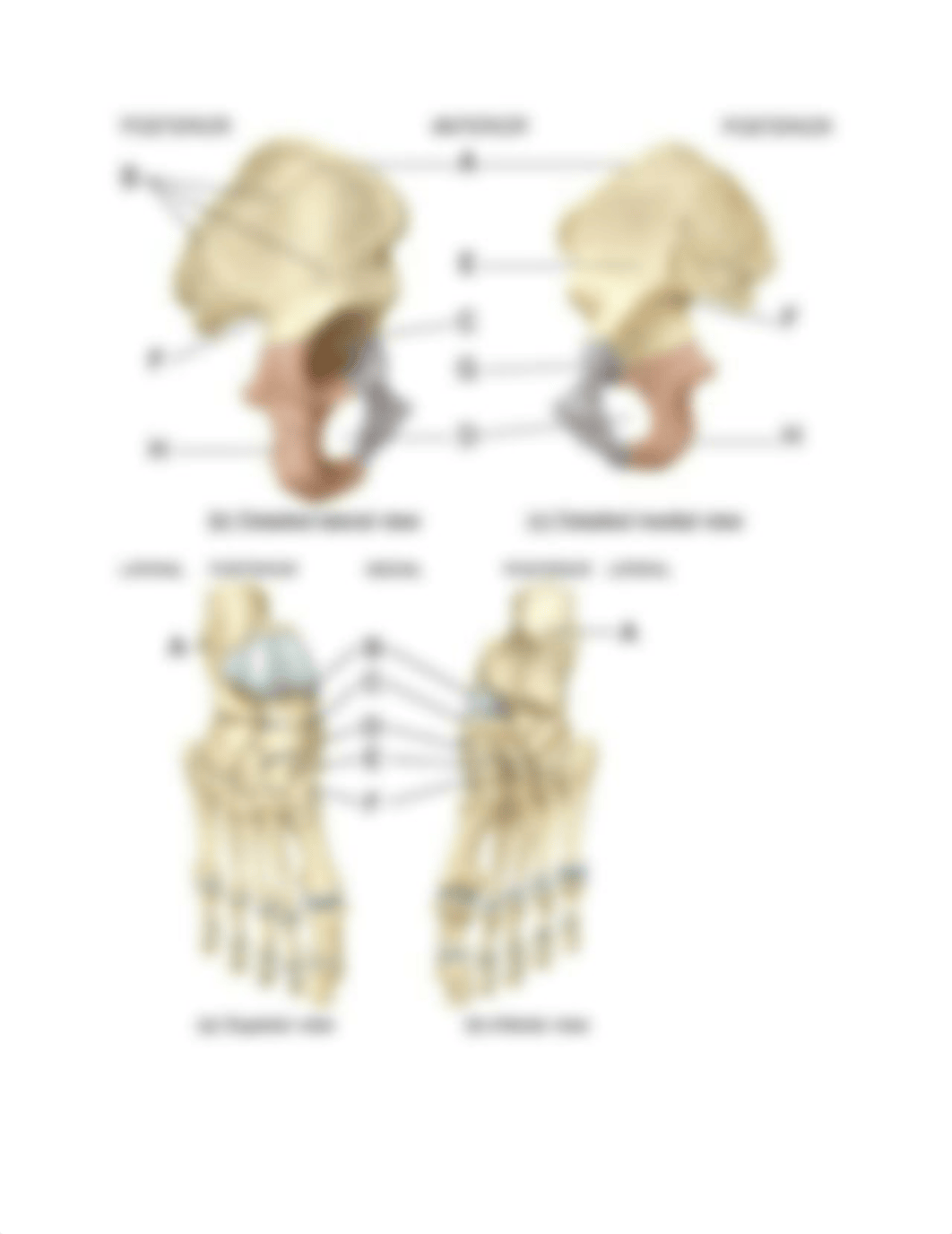 Biology 221 Study guide Lecture exam 2.docx_dcrqftj85gi_page4