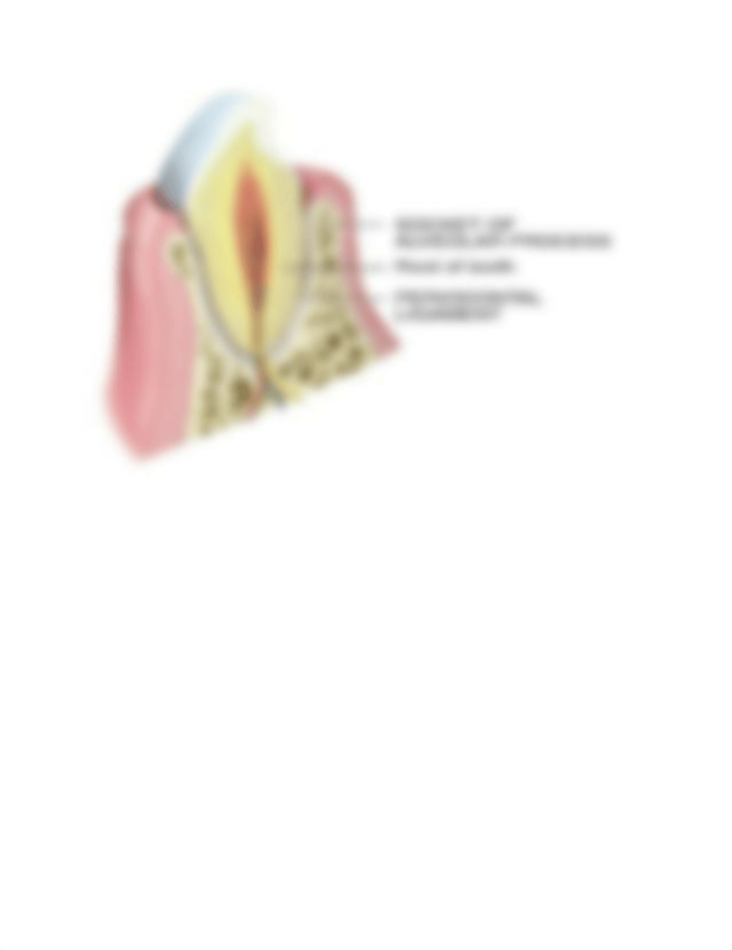 Biology 221 Study guide Lecture exam 2.docx_dcrqftj85gi_page5