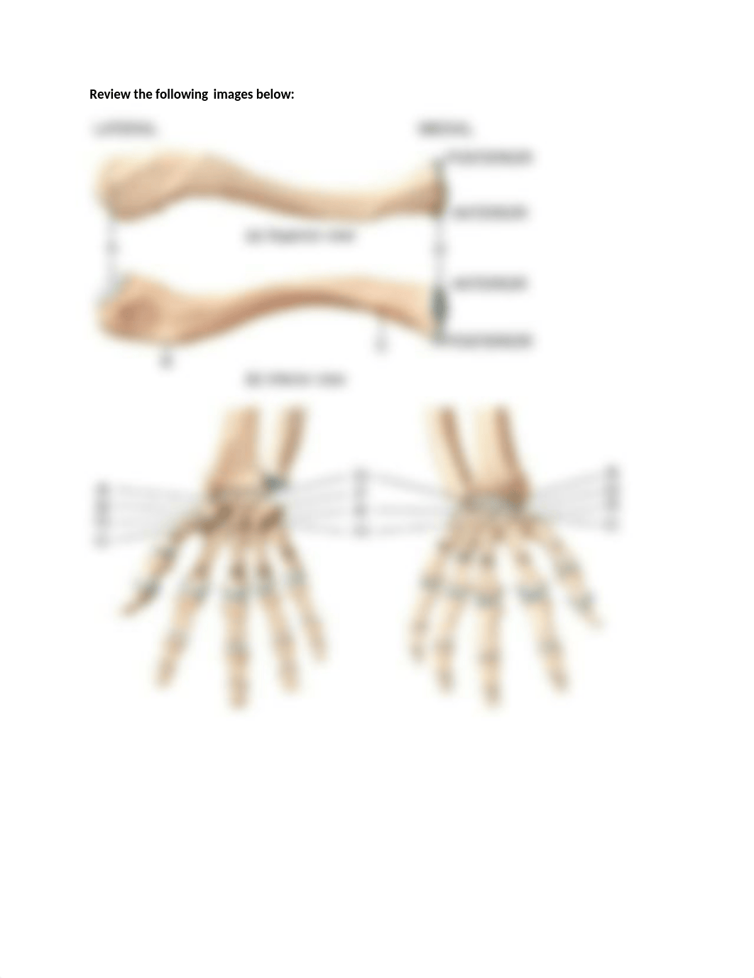 Biology 221 Study guide Lecture exam 2.docx_dcrqftj85gi_page3