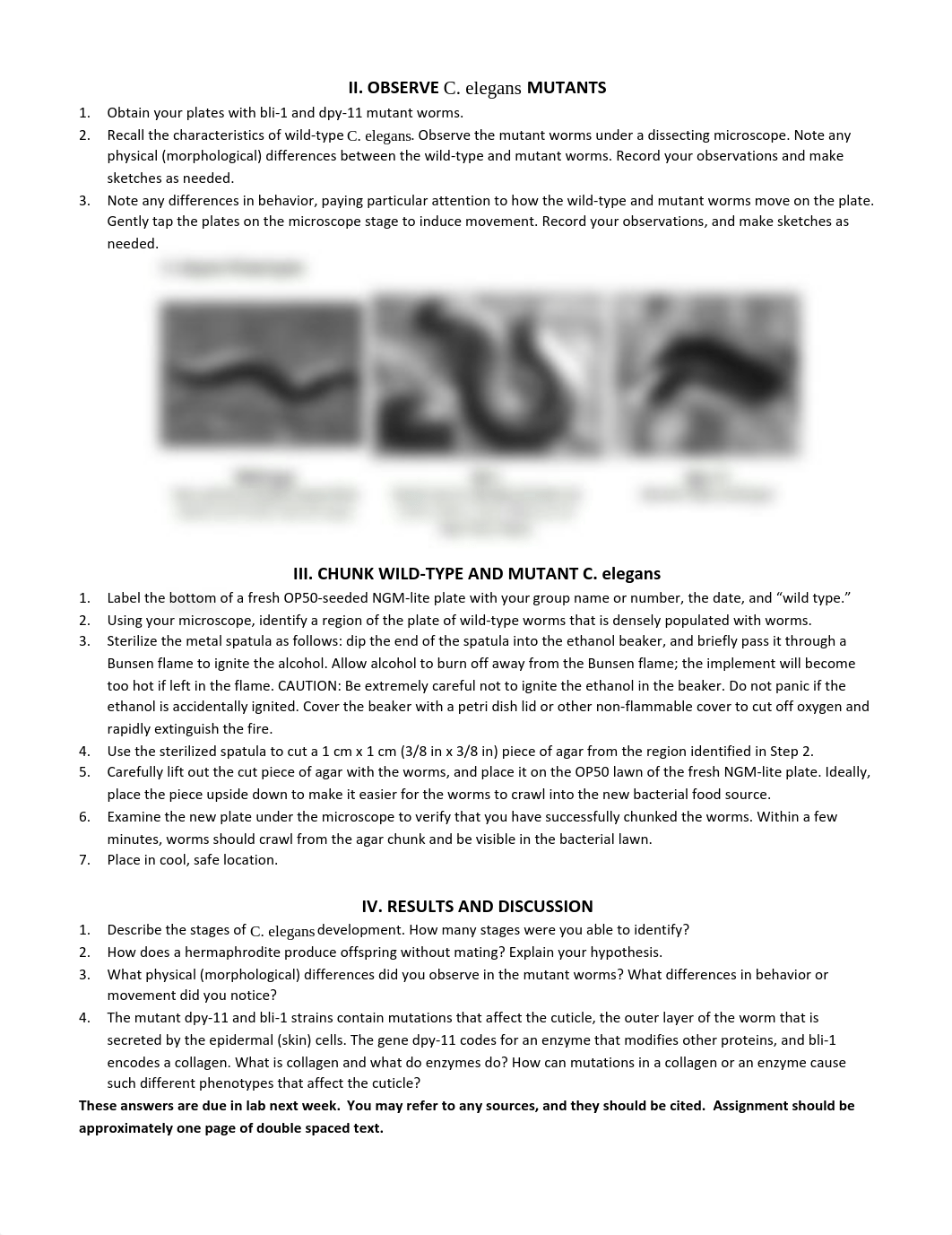 C_elegans_handout_dcsjyg1up1o_page2