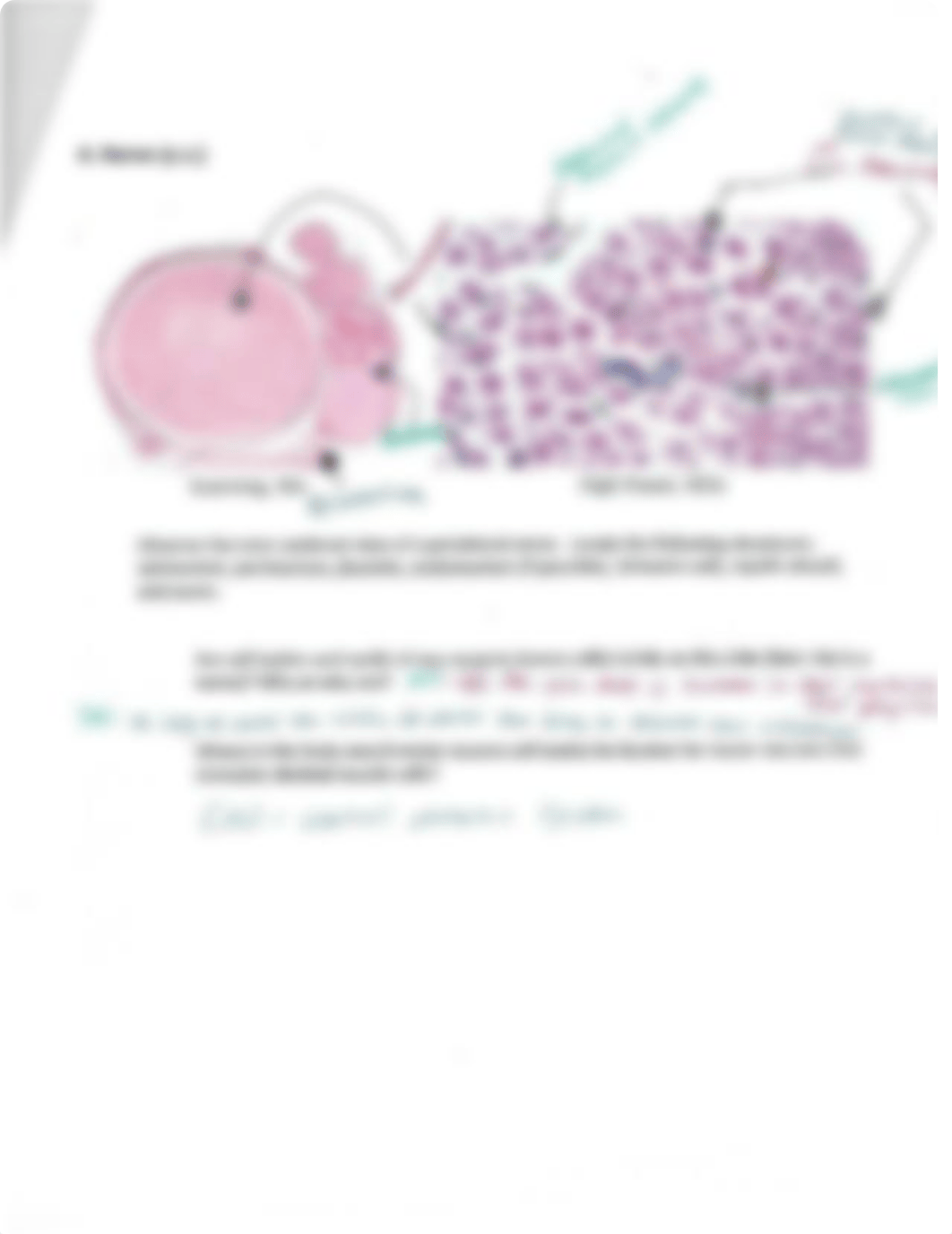 Histology Lab (completed).pdf_dcsyb88tofz_page4