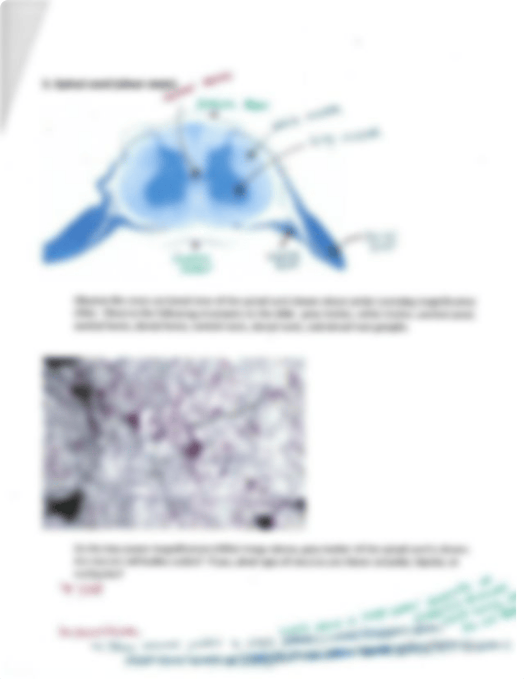 Histology Lab (completed).pdf_dcsyb88tofz_page5