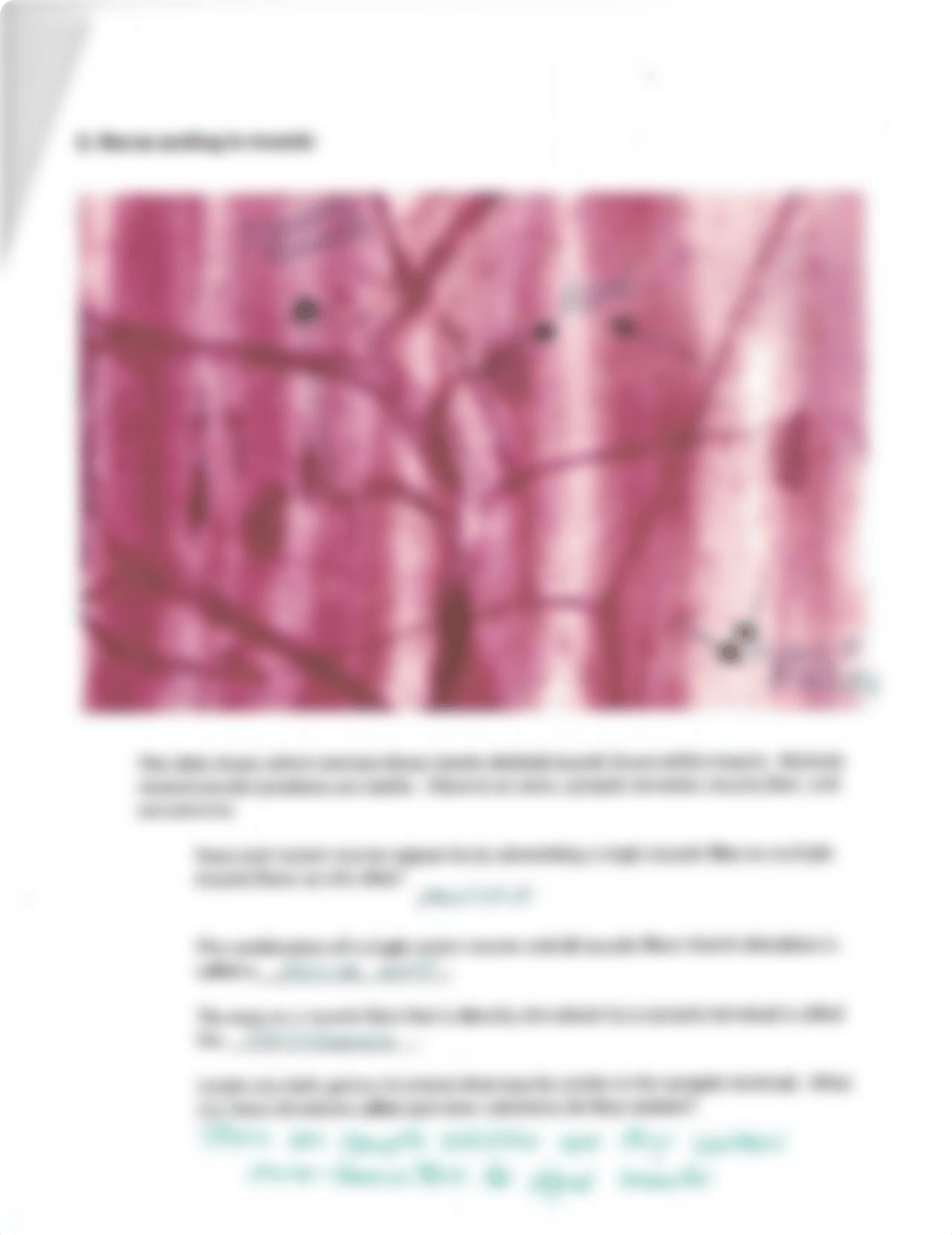 Histology Lab (completed).pdf_dcsyb88tofz_page3