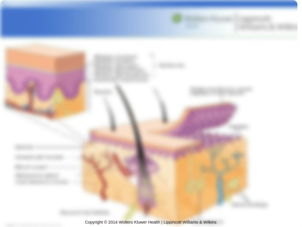 Chapter 51 - Structure and Function of the Skin.ppt_dct0i4pnc9n_page4