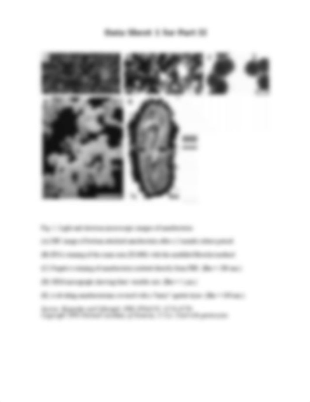 nanobacteria.pdf_dct14ivzg9d_page5