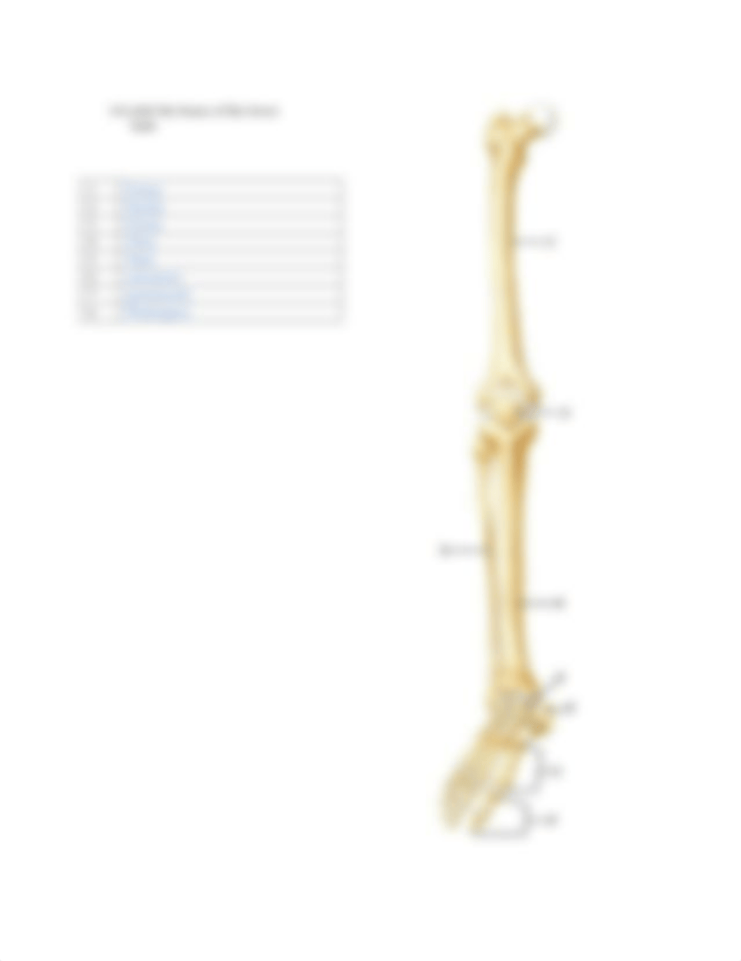 MSLR Activity 5 Pelvic Girdle:Lower Limb .docx_dctt5gippet_page3