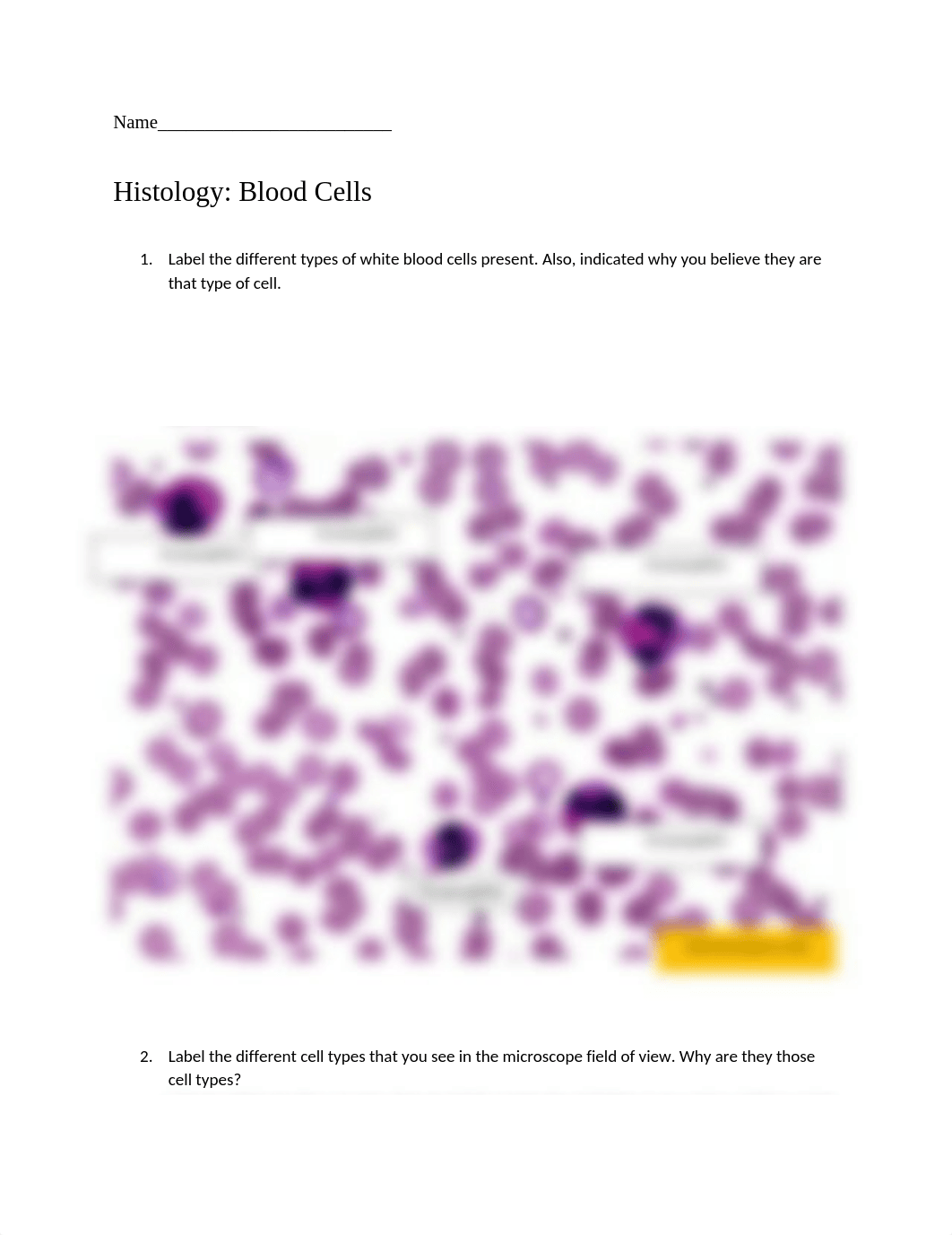 Week+1+Histology_Blood+Cells.docx_dcttea0excp_page1