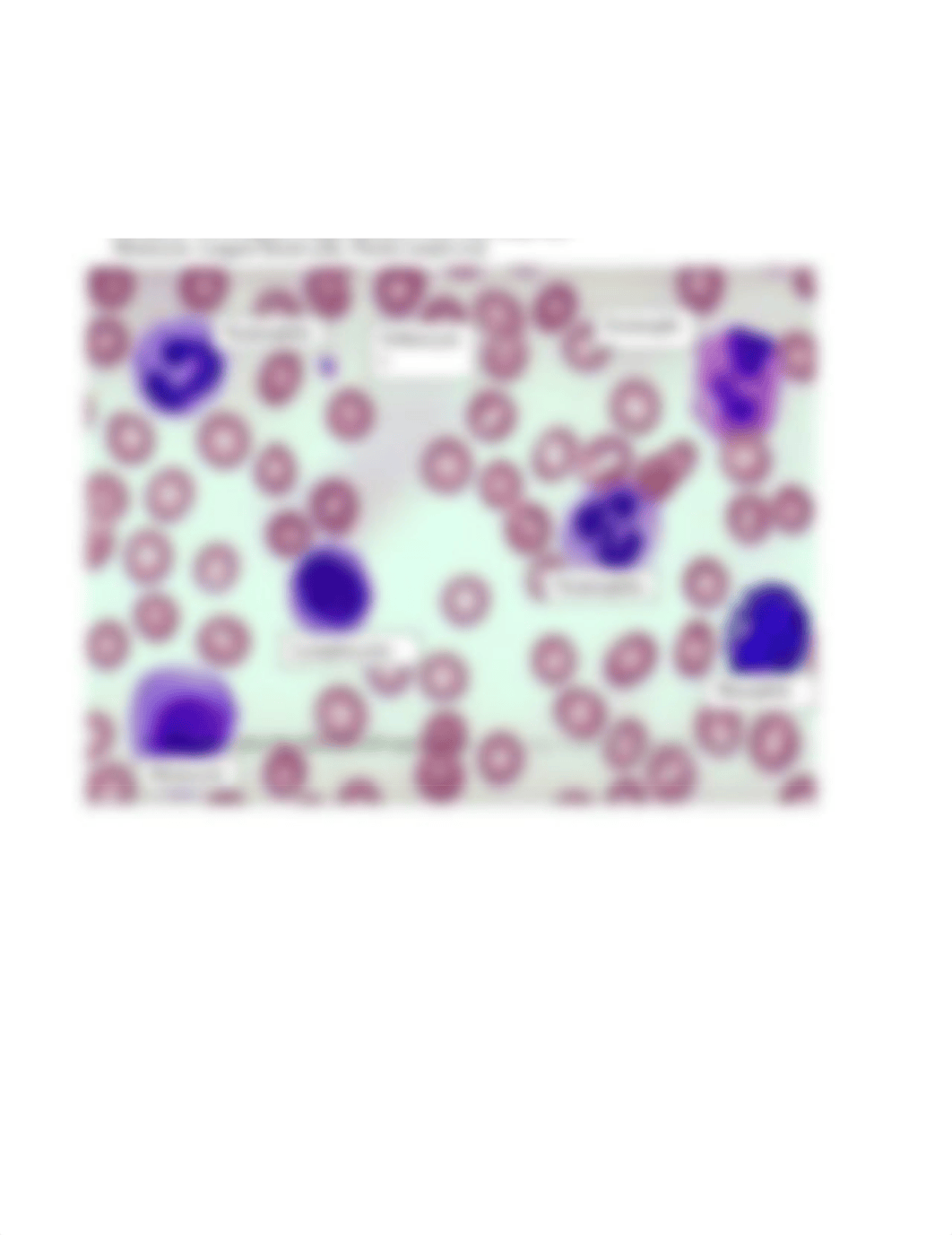 Week+1+Histology_Blood+Cells.docx_dcttea0excp_page3