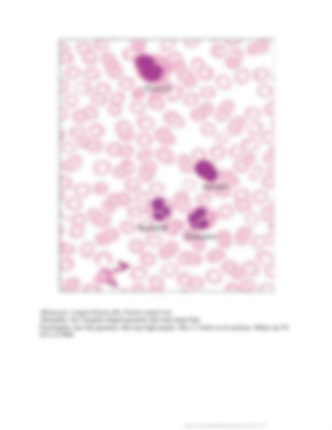 Week+1+Histology_Blood+Cells.docx_dcttea0excp_page4