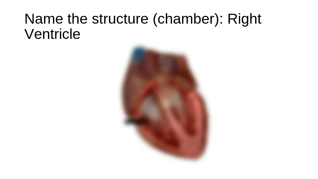 BIO 211 Heart Lab Quiz Practice done.pptx_dcu807ifahq_page5