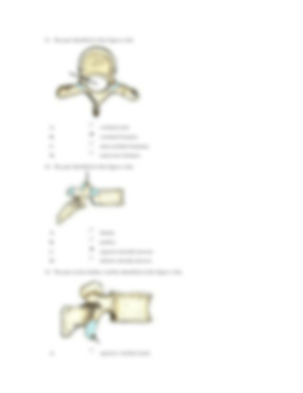 Lumbar Spine Quiz Student Copy (1).docx_dcwdyha9wjm_page3