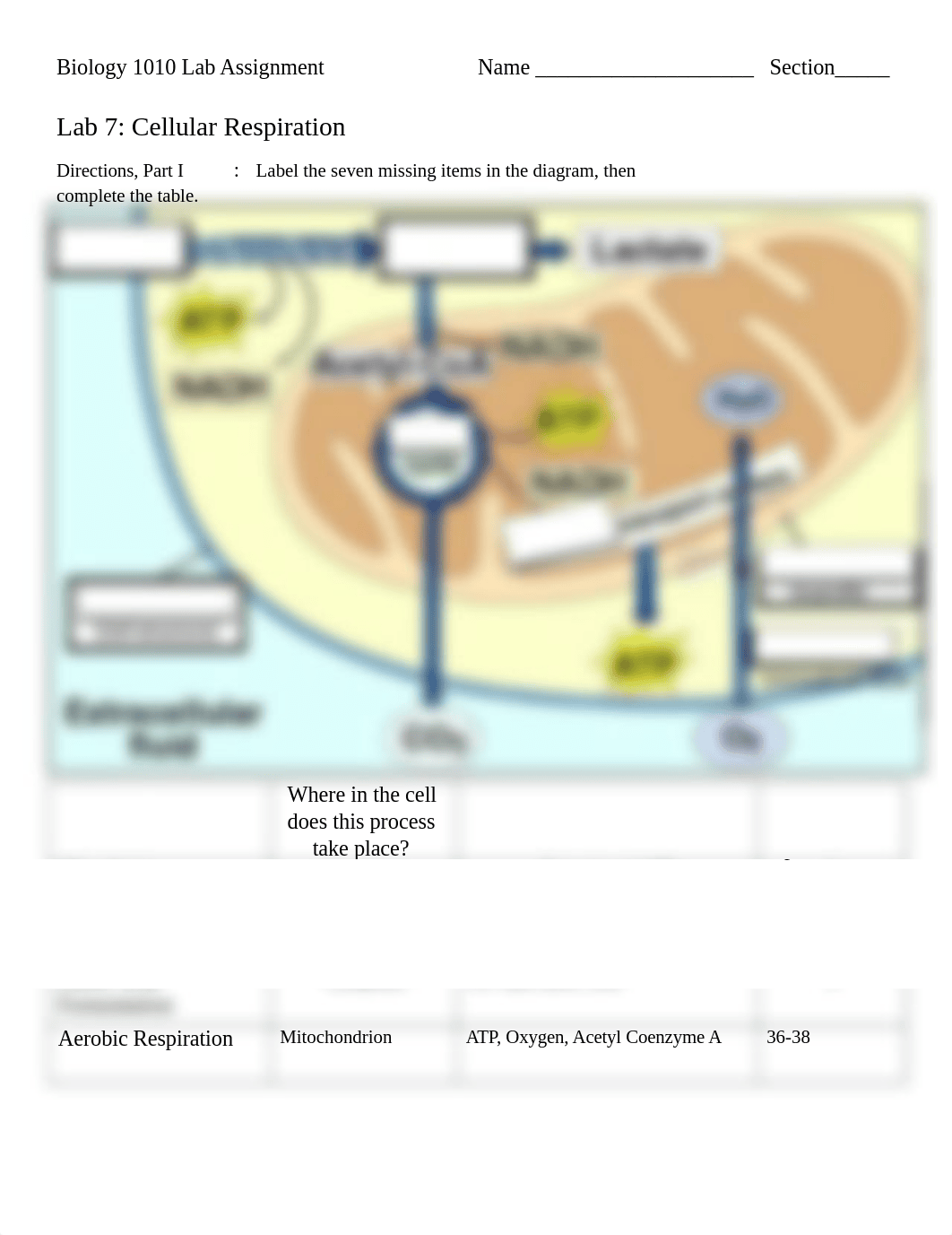 BIOL 1010 Cell Respiration Lab 7.docx_dcwjyst8iq2_page1