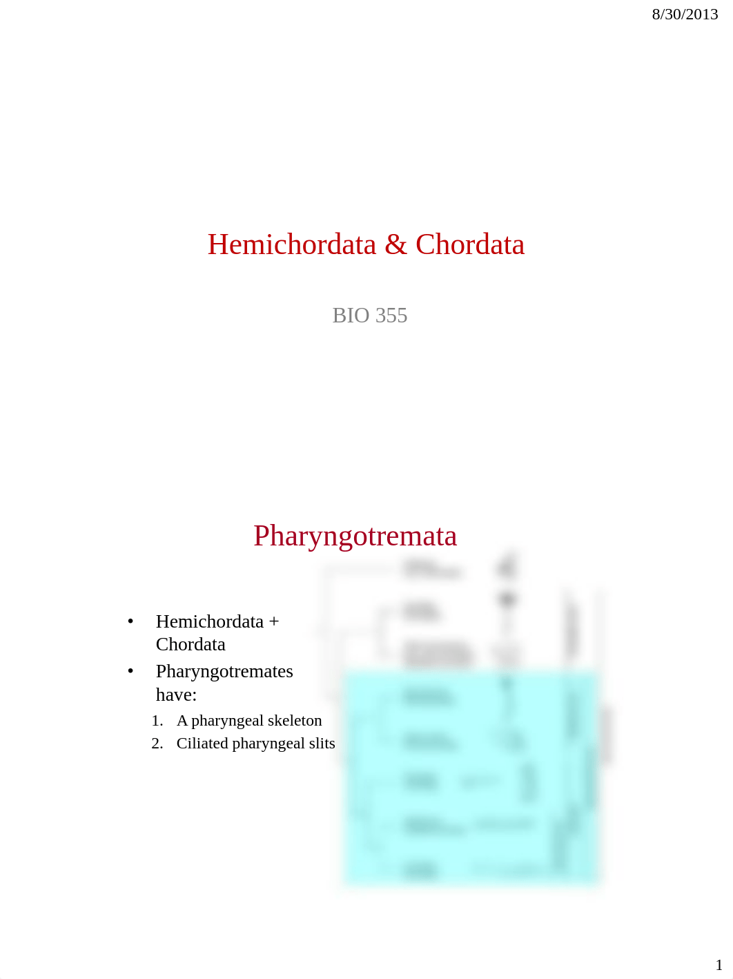 Hemichordata and Chordata(1) (1)_dcwtq1fh8qp_page1