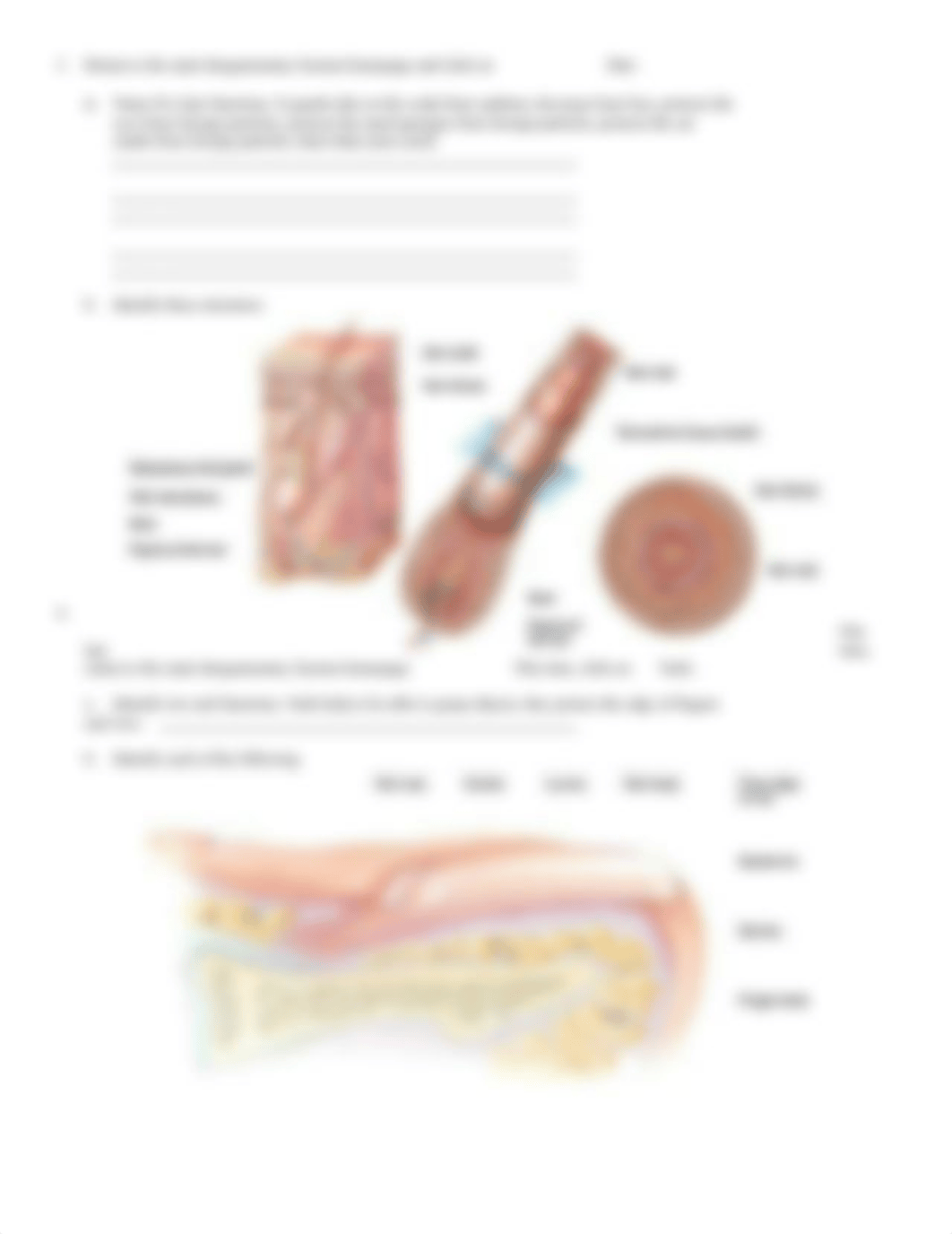 integumentary system.doc_dcx4gh0pbvi_page2