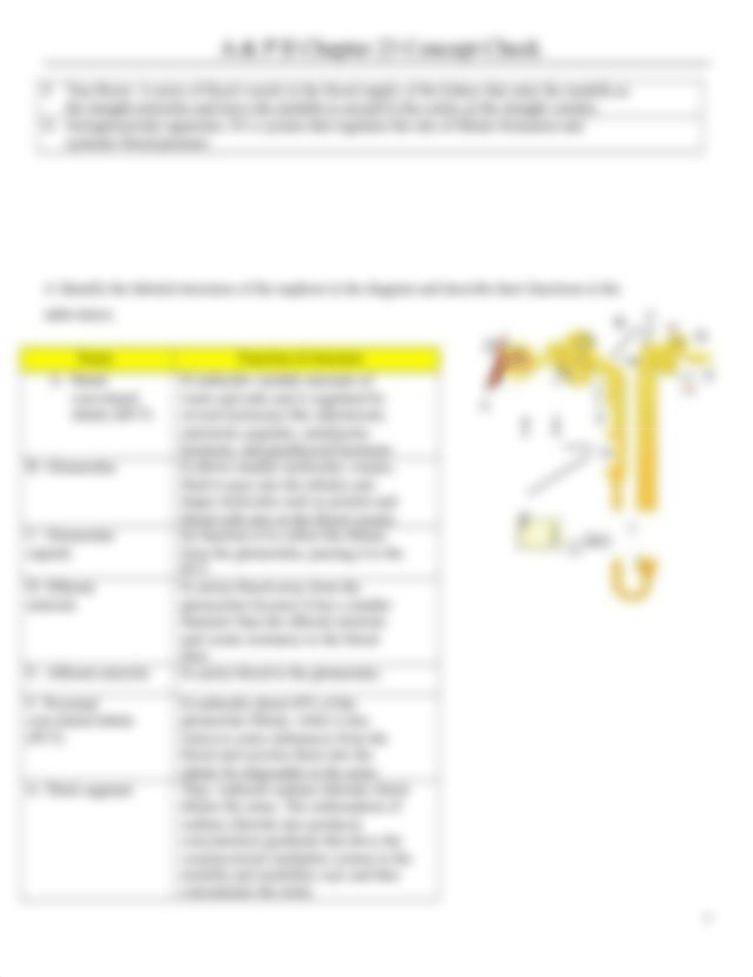 Chapter 23 Concept Check(1) ( urinary system).docx_dcx9481u9hk_page2