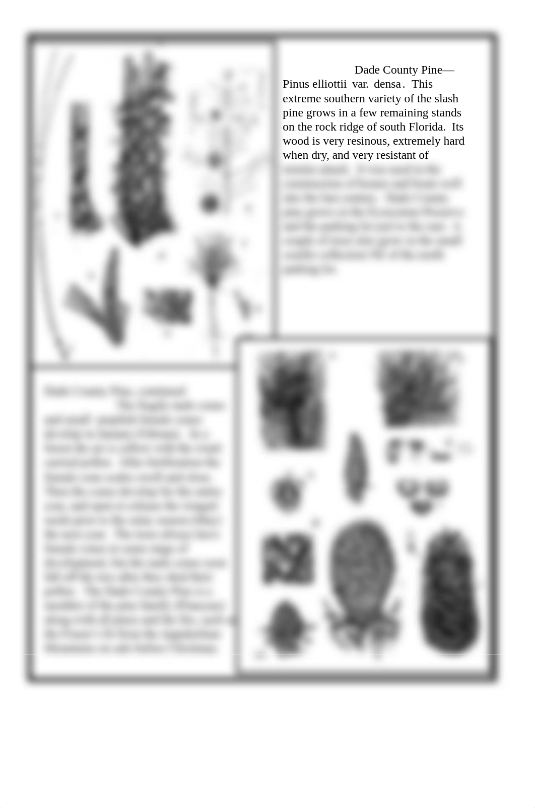 week 5, gymnosperms, angiosperms and flowering plants_dcy6wmgkouo_page2