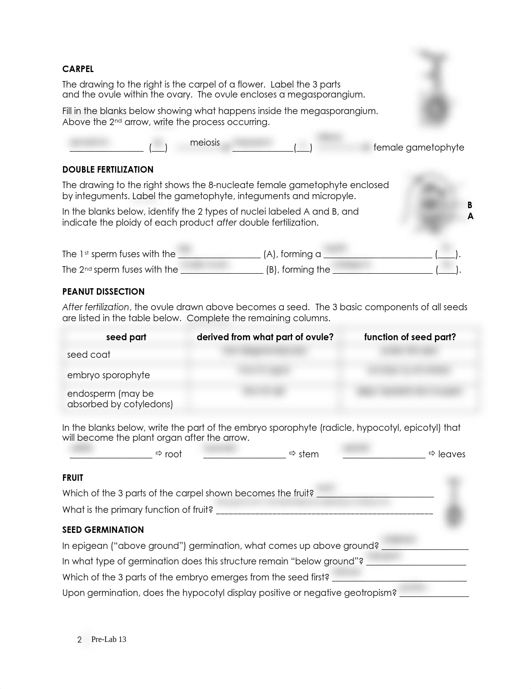 13a Prelab 13_Angiosperm Life Cycle.pdf_dcyiypgq7m4_page2