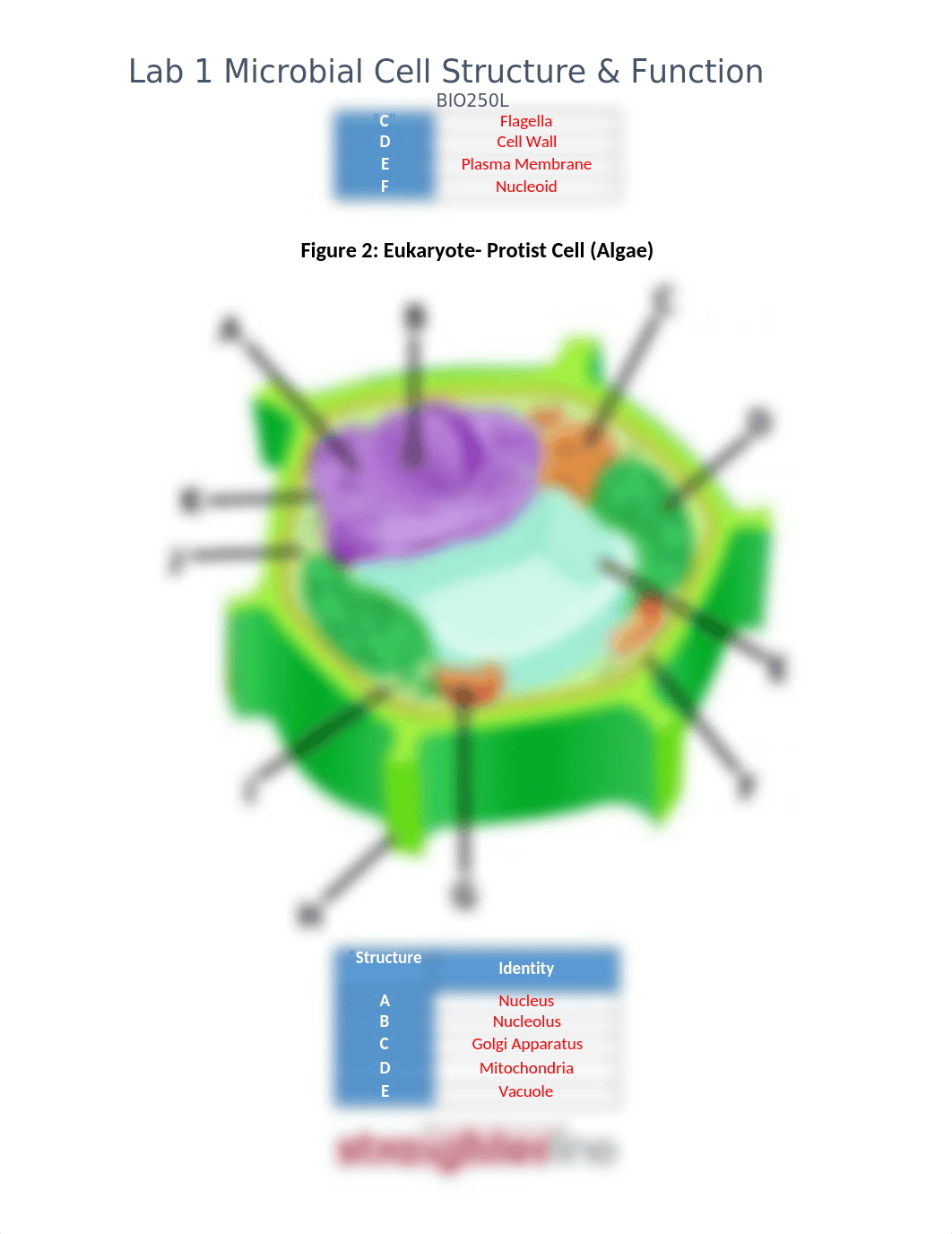 Lab 1 -Microbial Cell Structure and Function .docx_dcyuszqii8m_page2