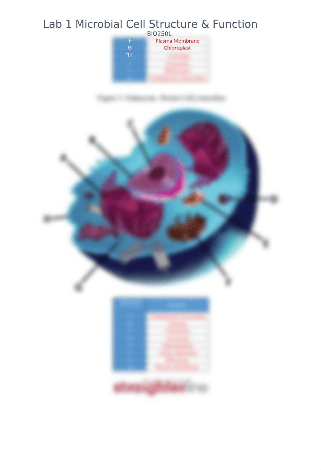 Lab 1 -Microbial Cell Structure and Function .docx_dcyuszqii8m_page3