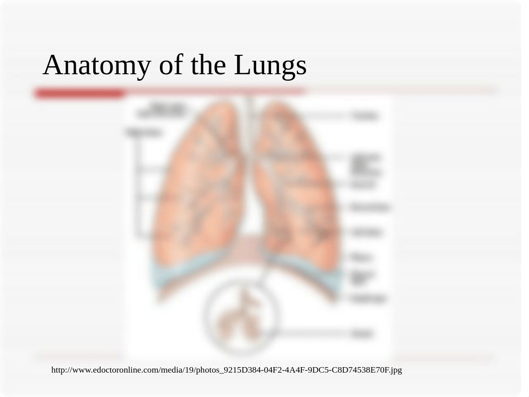 Pulmonary Embolism.ppt_dczvsyzcdeg_page5