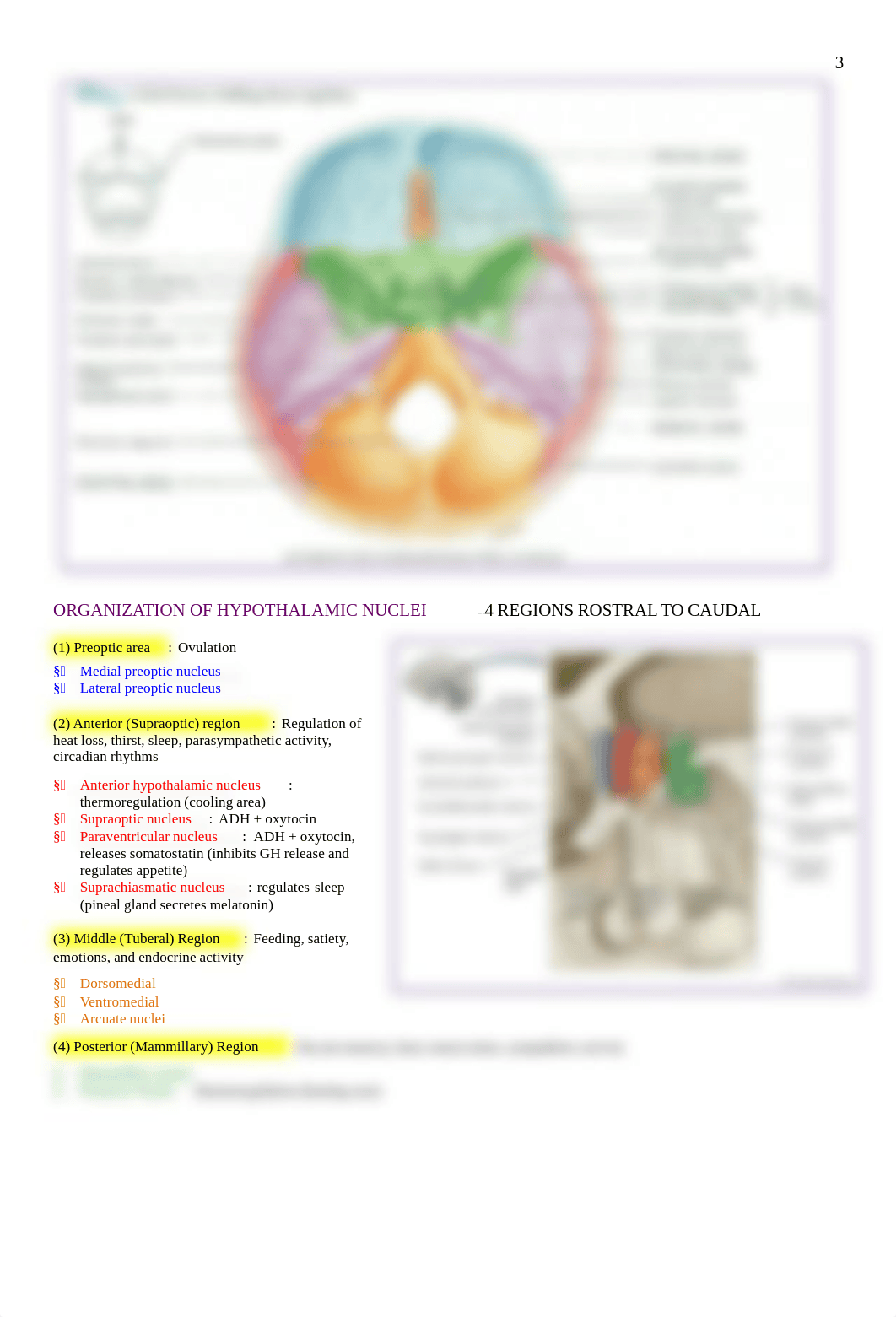 Neuro - 17 - Pituitary + Hypothalamus - BL_dd0246w784q_page3