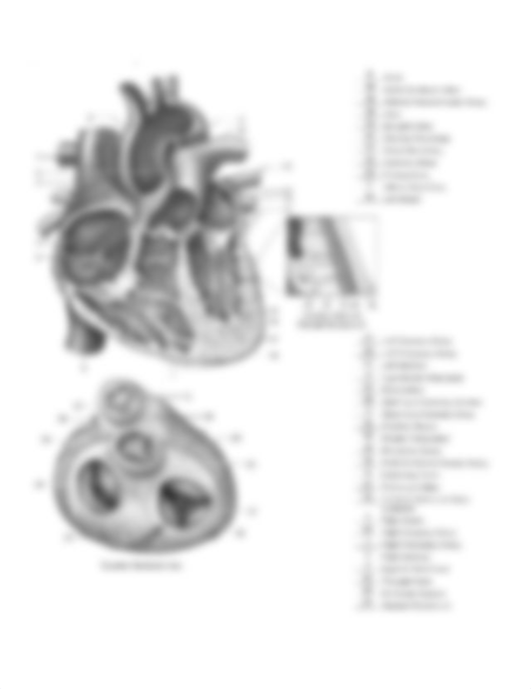 Heart Diagram Quiz Key.pdf_dd0cpkc308b_page2