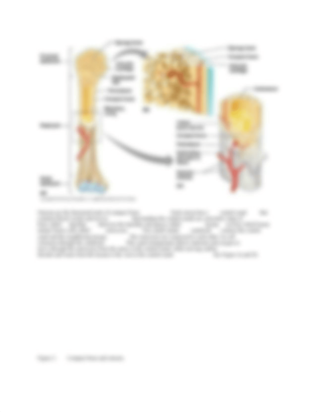 Skeleton and Muscle Systems Lab Feb24 ashlirigel.docx_dd0qi3qmb38_page2