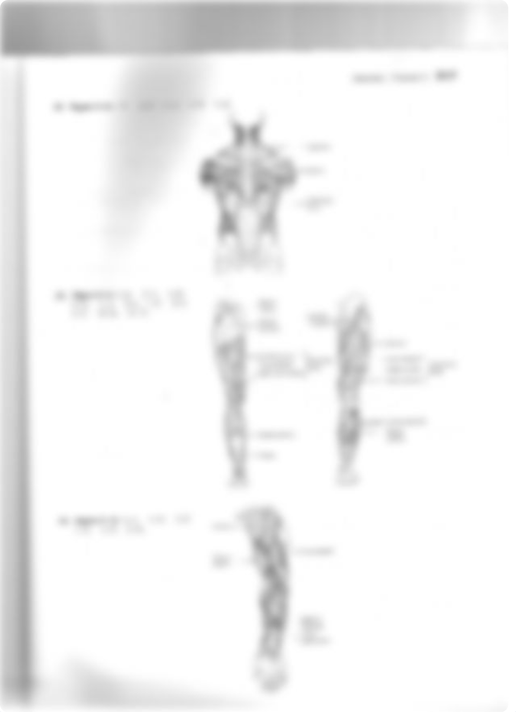 coloring and questions muscle anatomy key.pdf_dd0whdpb8up_page2