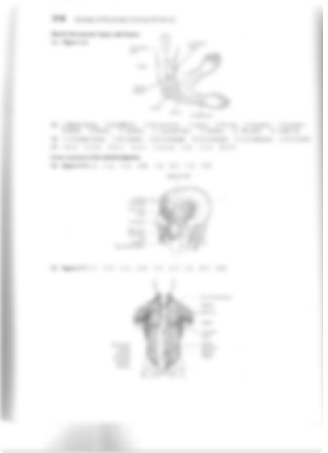 coloring and questions muscle anatomy key.pdf_dd0whdpb8up_page1