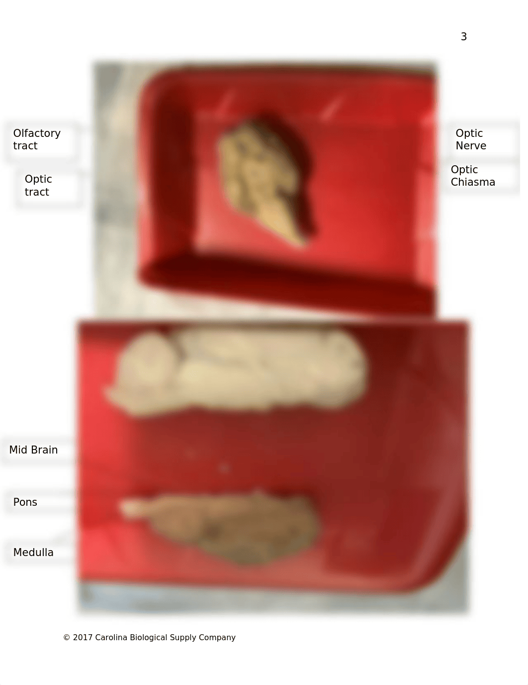 580179 Mammalian Brain Dissection Q (1).docx_dd1lb054751_page4