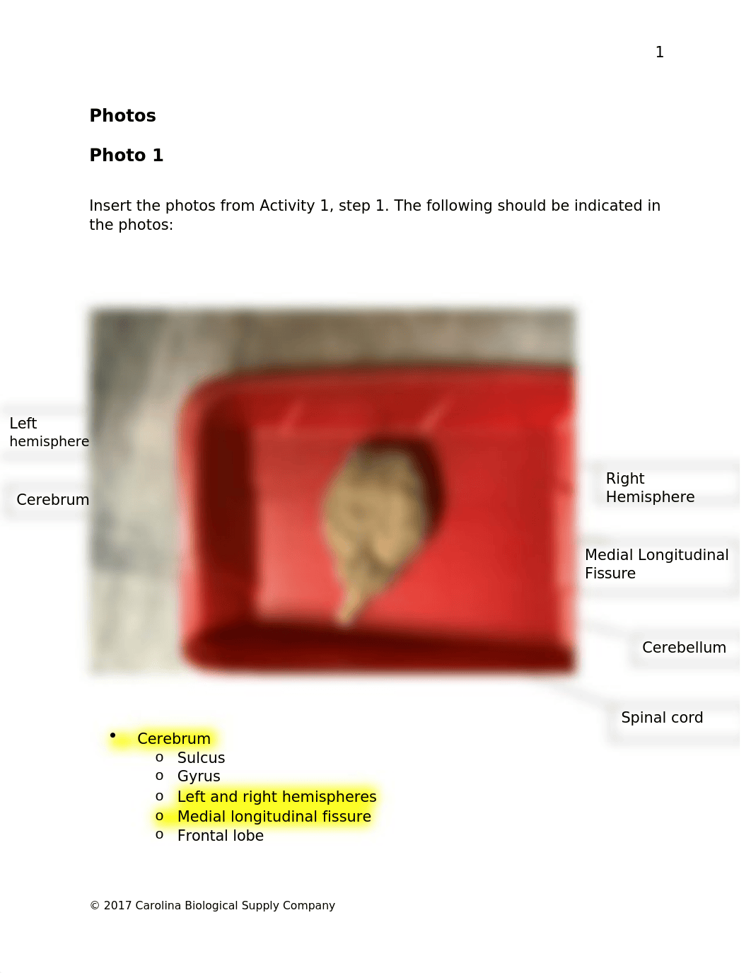 580179 Mammalian Brain Dissection Q (1).docx_dd1lb054751_page2