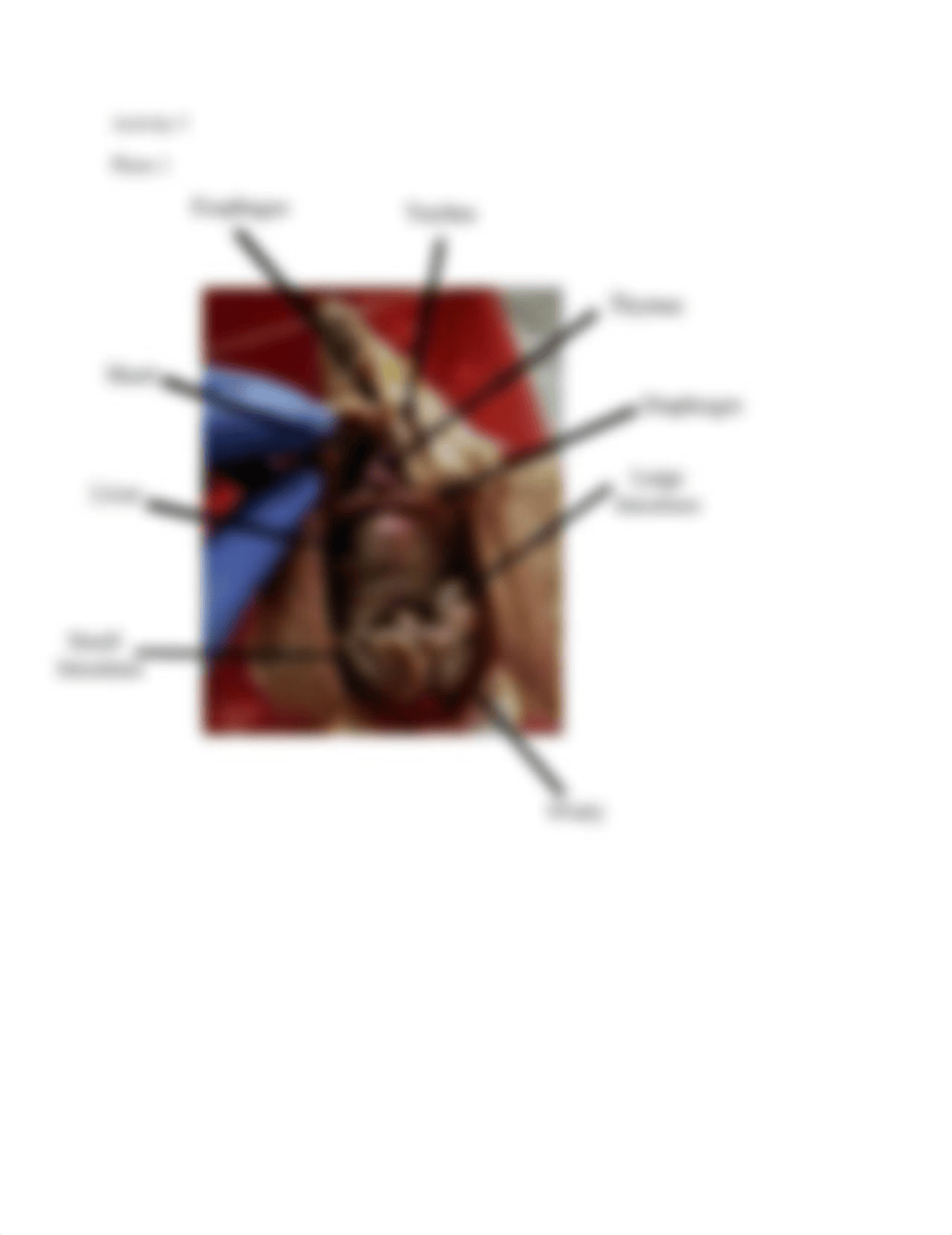 Organ System and Terminology.pdf_dd1sjd0aquv_page5